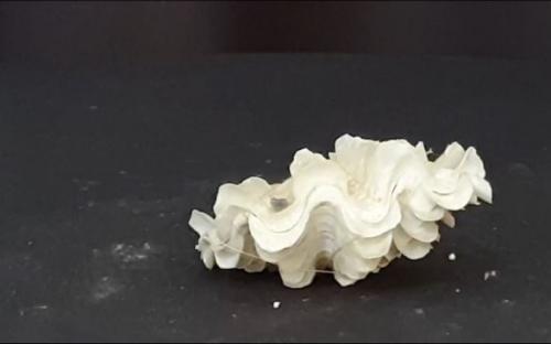 clam shell
