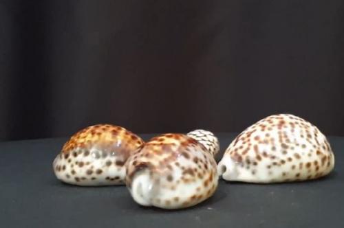 cowrie shells